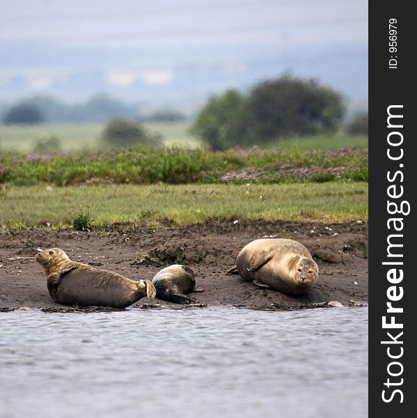 This shot of a family of Harbour Seals was captured at Seal Sands, Hartlepool, England, UK.