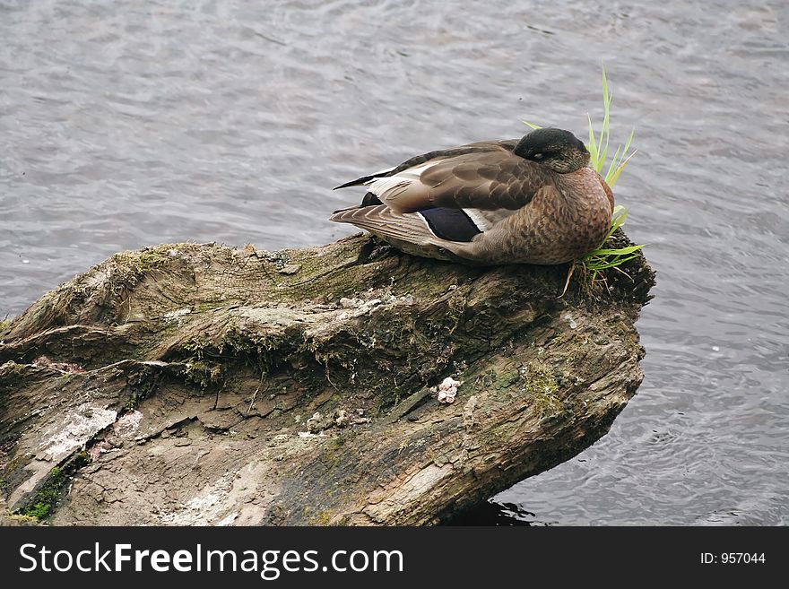 Mallard duck asleep on tree stump. Mallard duck asleep on tree stump