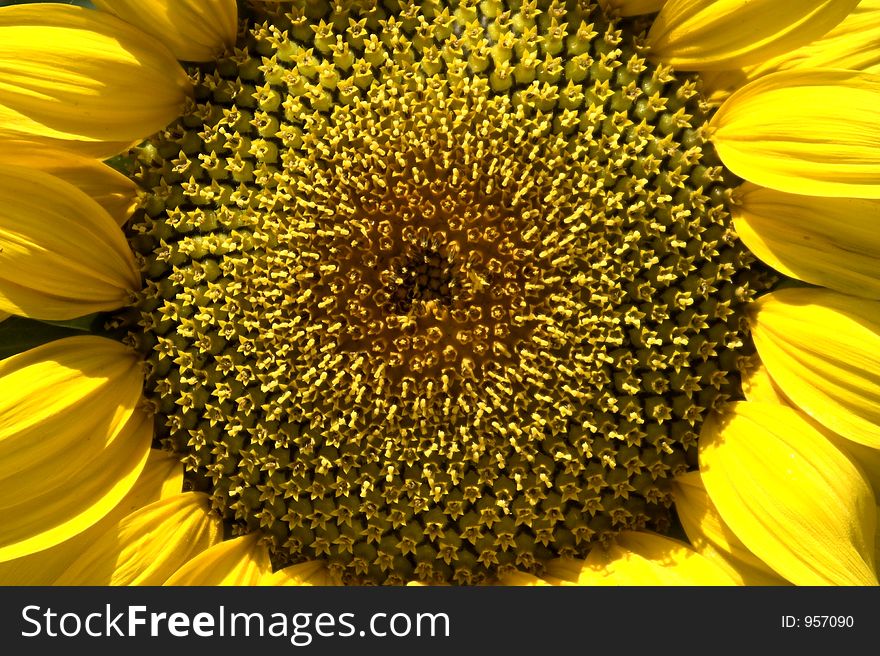 Sunflower in beautifull light