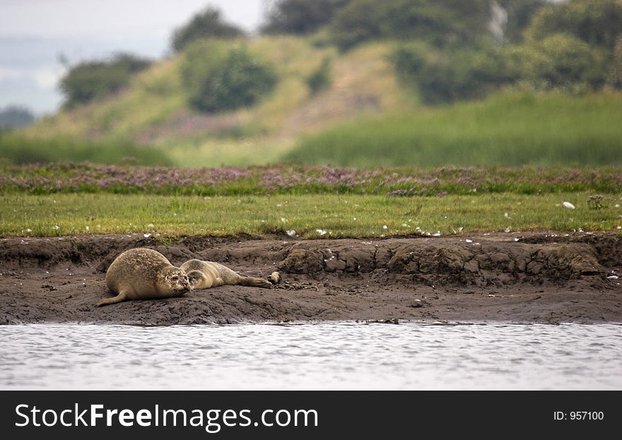 Female Seal with Pup