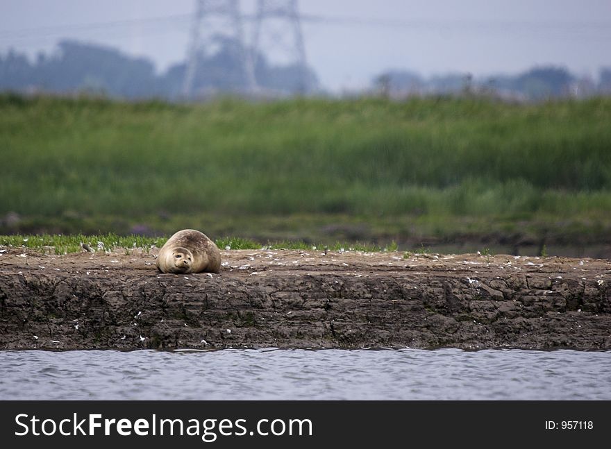Lone Seal on Sand Bank