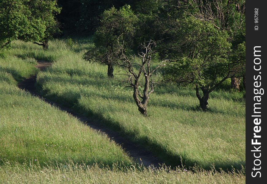 Walkway Through Grassland