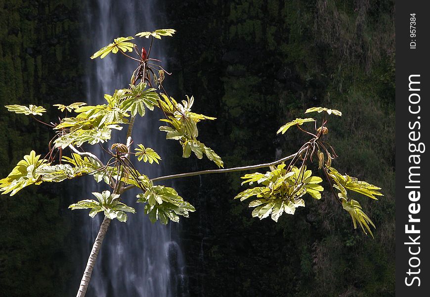 Waterfall behind a small tree somewhere in Hawaii, Big Island