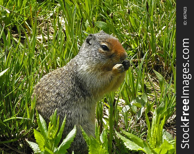 Columbia Ground Squirrel