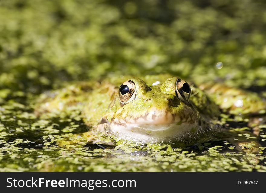 Close-up of a frog. Close-up of a frog