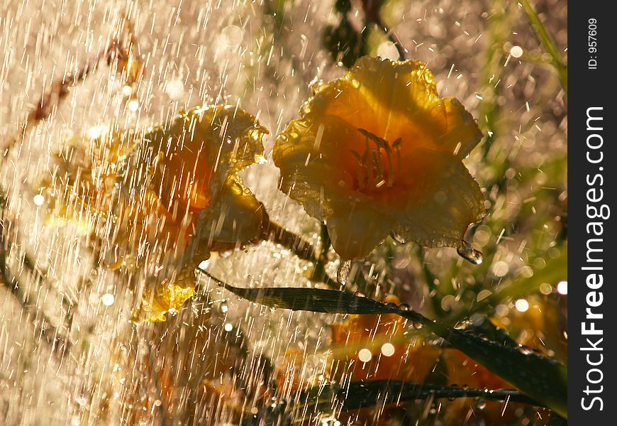 Yellow Daylilies in the Rain