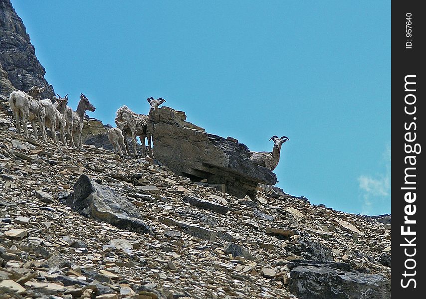 This image of the female and young big horn sheep on the talus slope was taken in the Two Medicine area of Montana. This image of the female and young big horn sheep on the talus slope was taken in the Two Medicine area of Montana.