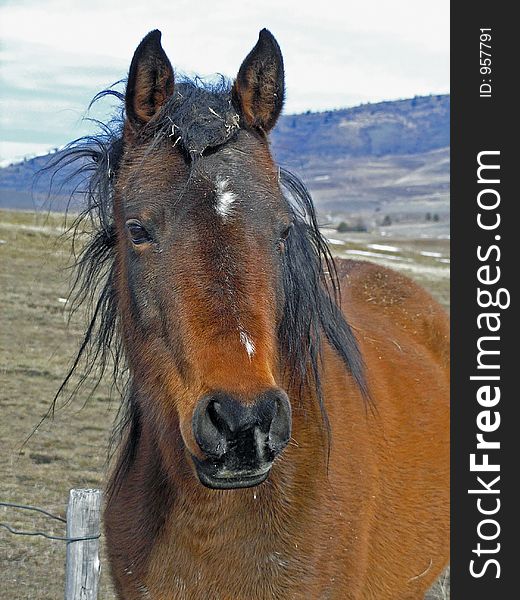 This picture of the horse in the open range was taken in western MT. This picture of the horse in the open range was taken in western MT.