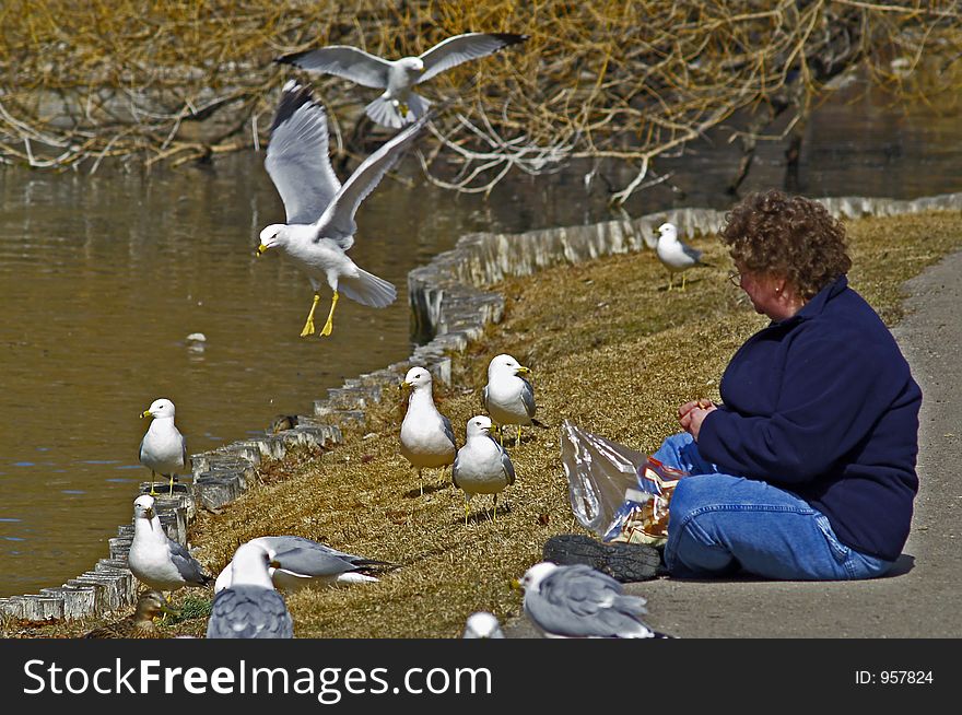 This image of the woman feeding the seagulls was taken in Woodland Park in Kalispell, Montana. This image of the woman feeding the seagulls was taken in Woodland Park in Kalispell, Montana.