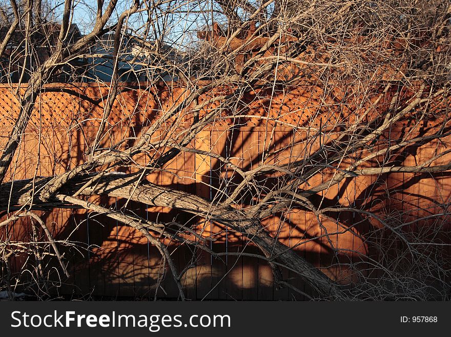 Bare tree branches in front of a fence. Bare tree branches in front of a fence