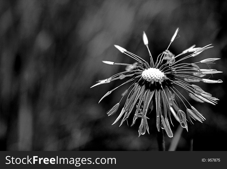 The focus in a center dandelion. The focus in a center dandelion