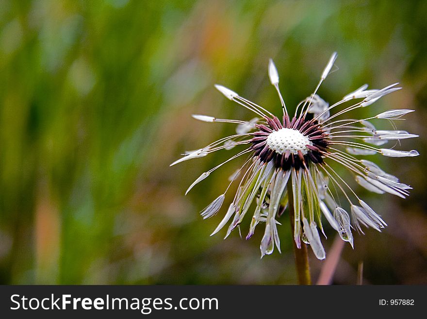 The focus in a center dandelion. The focus in a center dandelion