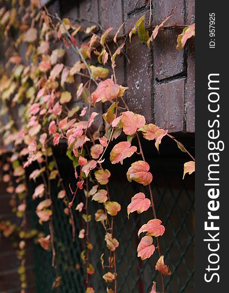 Ivy on a brick wall