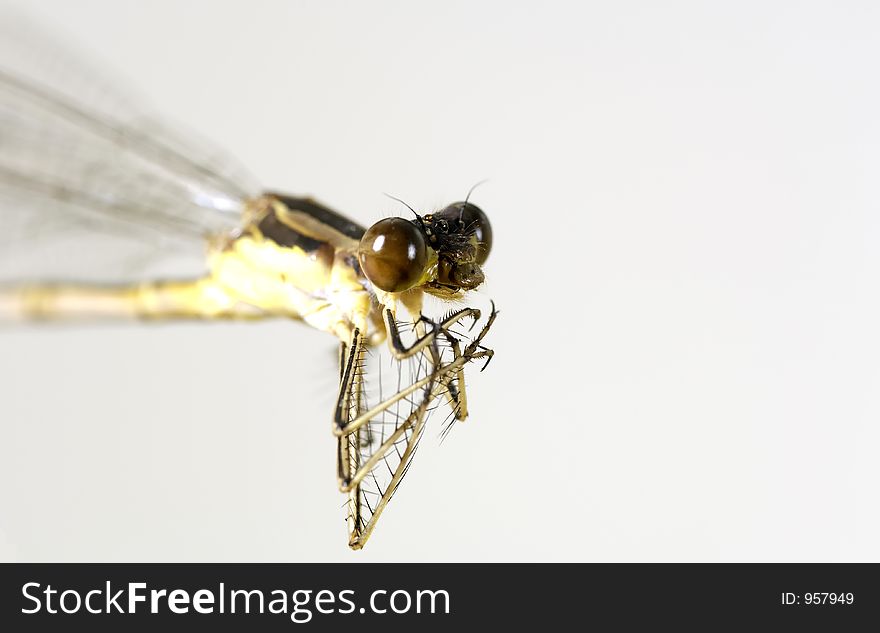 Macro Photo of a Dragon Fly. Macro Photo of a Dragon Fly