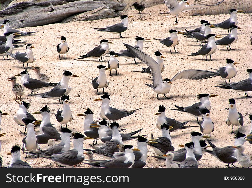 Seabirds nesting on a tropical beach. Seabirds nesting on a tropical beach