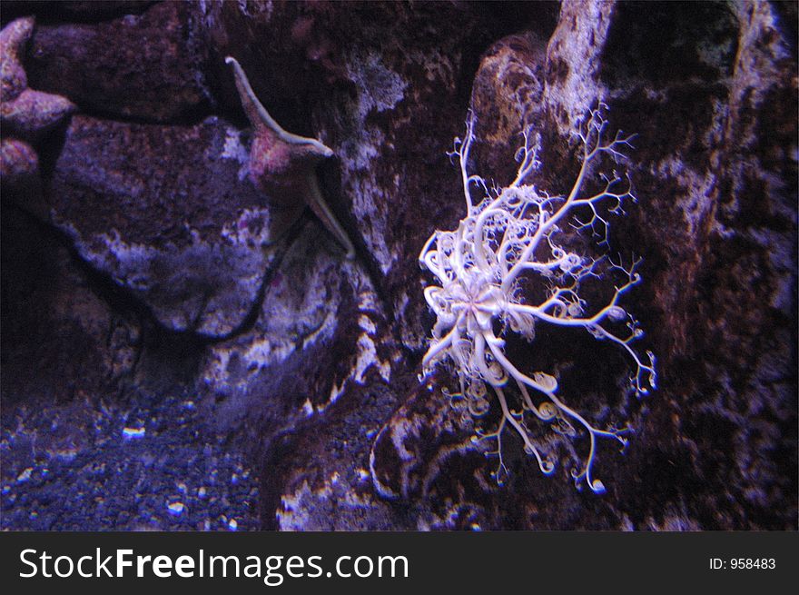 Different types of seastars in Alaska. Different types of seastars in Alaska.