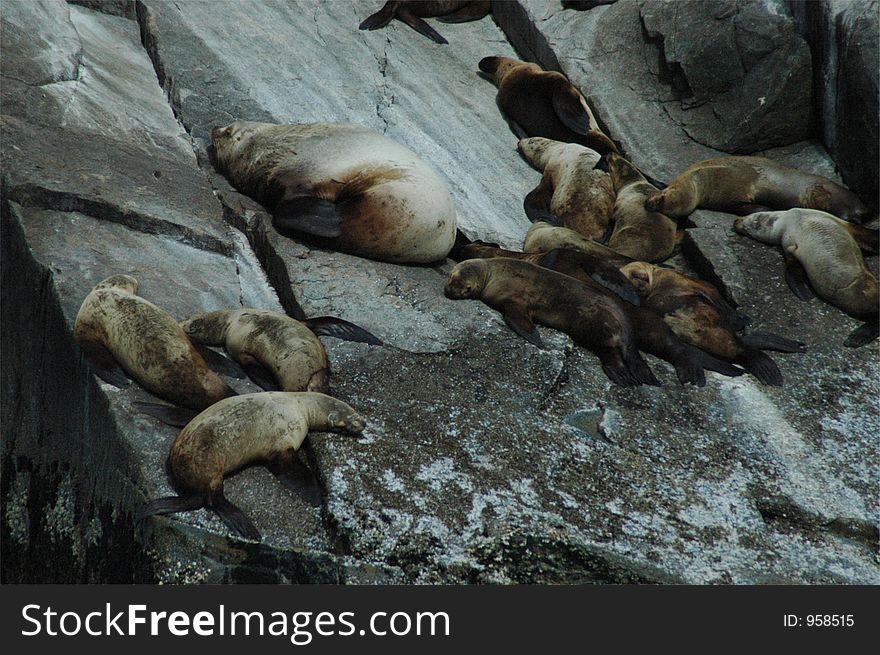 A group of Steller's Sea lions. A group of Steller's Sea lions.