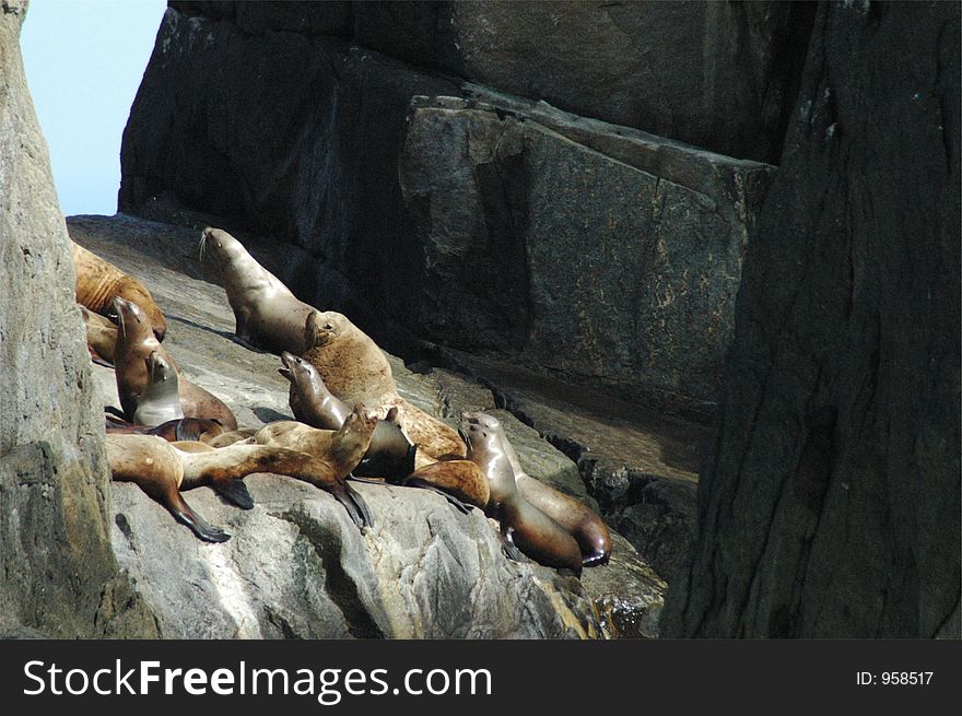 A male Steller's Sea Lion with his females. A male Steller's Sea Lion with his females.