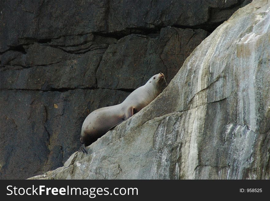 A Steller's Sea Lion climbing up to leap into the water. A Steller's Sea Lion climbing up to leap into the water.