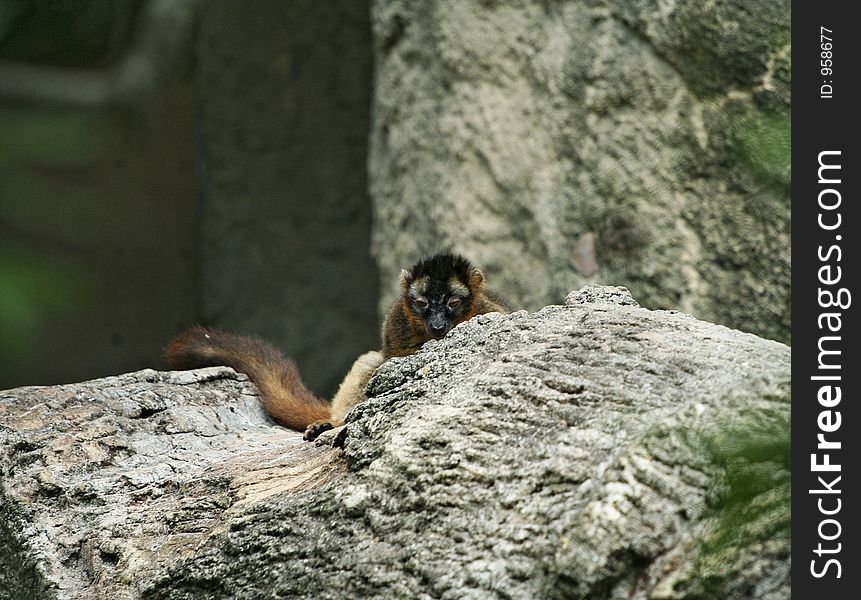 This ring-tailed lemur is sleepy. This ring-tailed lemur is sleepy
