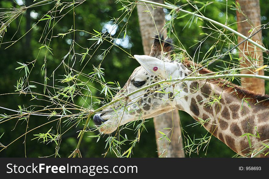 Giraffe having snack in the middle of the day