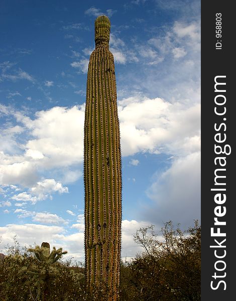 Saguaro cactus in the desert.