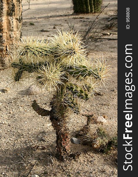 Spikey cactus in the desert. Spikey cactus in the desert.