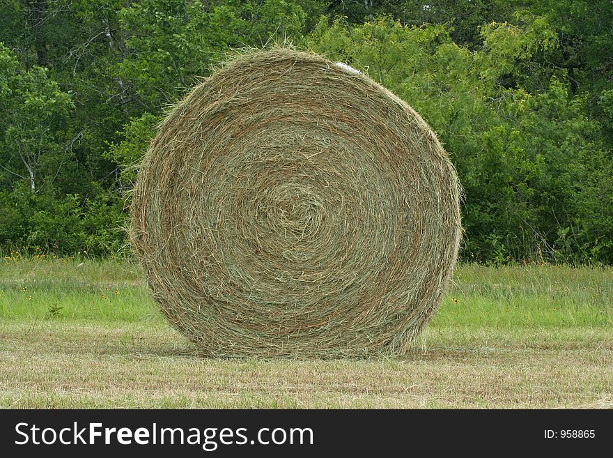 Round hay bale in the grass field. Round hay bale in the grass field