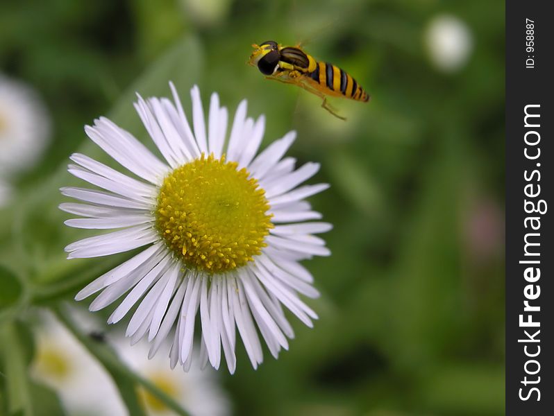 Flying bee near a tasty flower. Flying bee near a tasty flower......