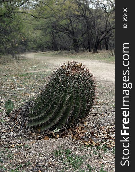 Leaning cactus on a path