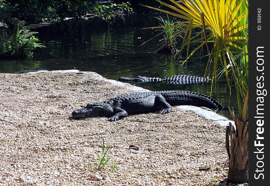 Alligator basking in the sun at Homosassa Springs Wildlife State Park, FL. Alligator basking in the sun at Homosassa Springs Wildlife State Park, FL