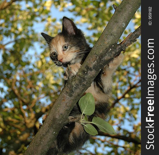 Skewbald Kitten on apple-tree. Skewbald Kitten on apple-tree