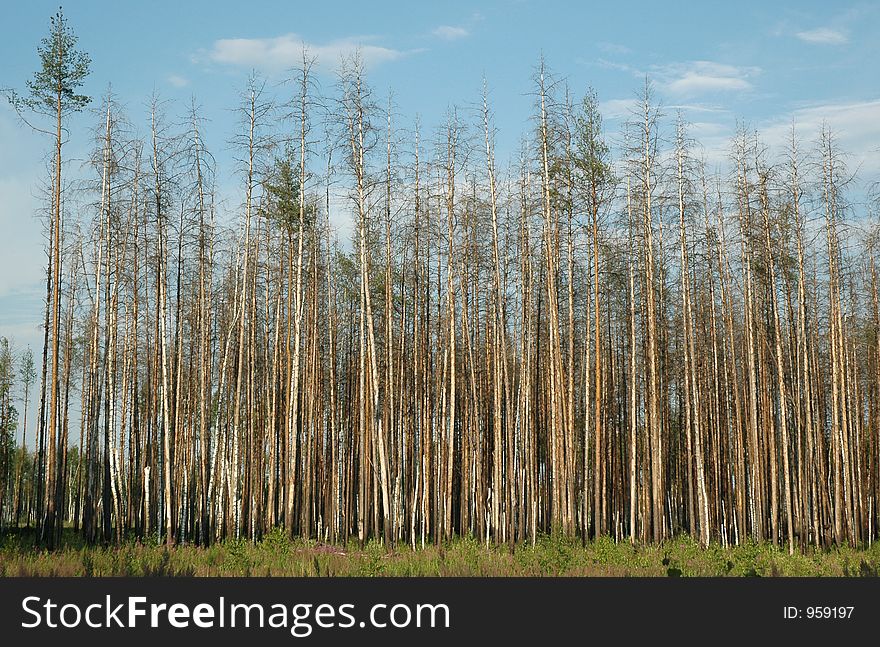 Dry pine forest in central part of Russia