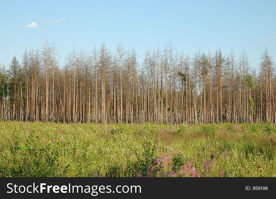 Dry pine forest and felling