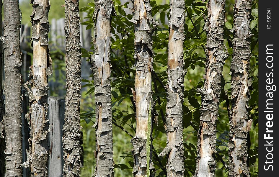 Wood fence in countryside