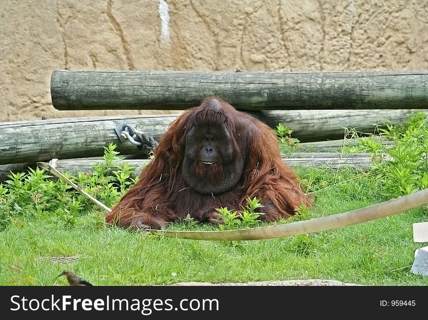 Male orangutan sitting on the grass