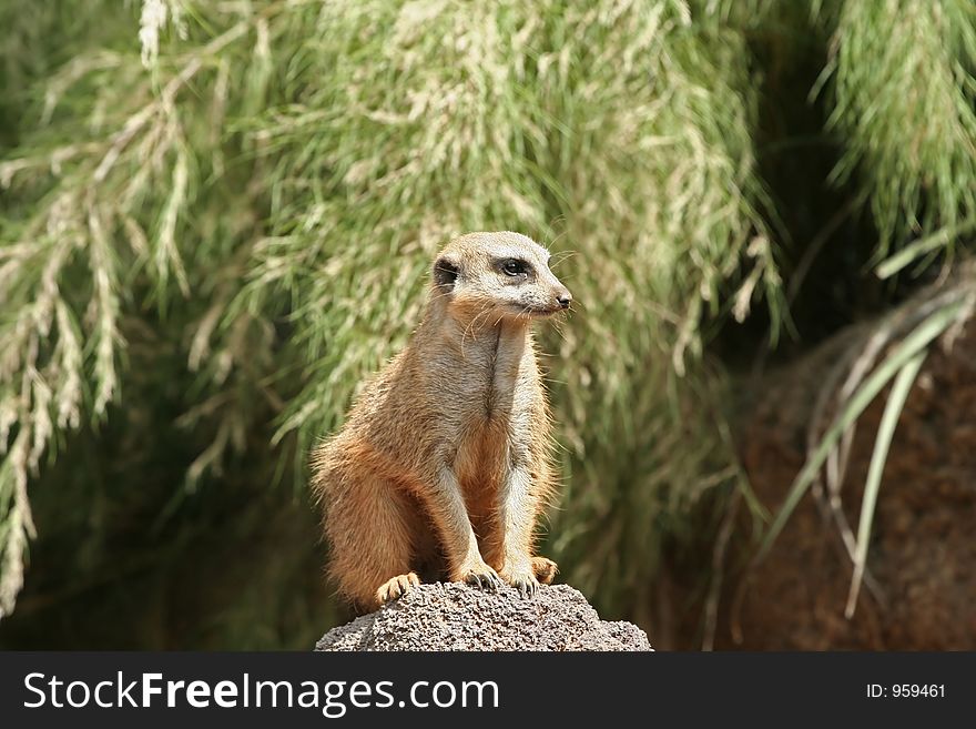 Meerkat suricato standing on top of rock looking down. Meerkat suricato standing on top of rock looking down