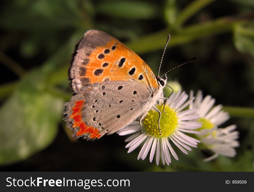 Butterfly on a flower