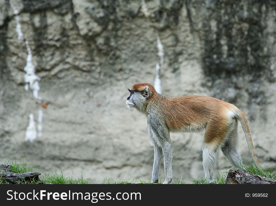 Patas monkey viewed from side