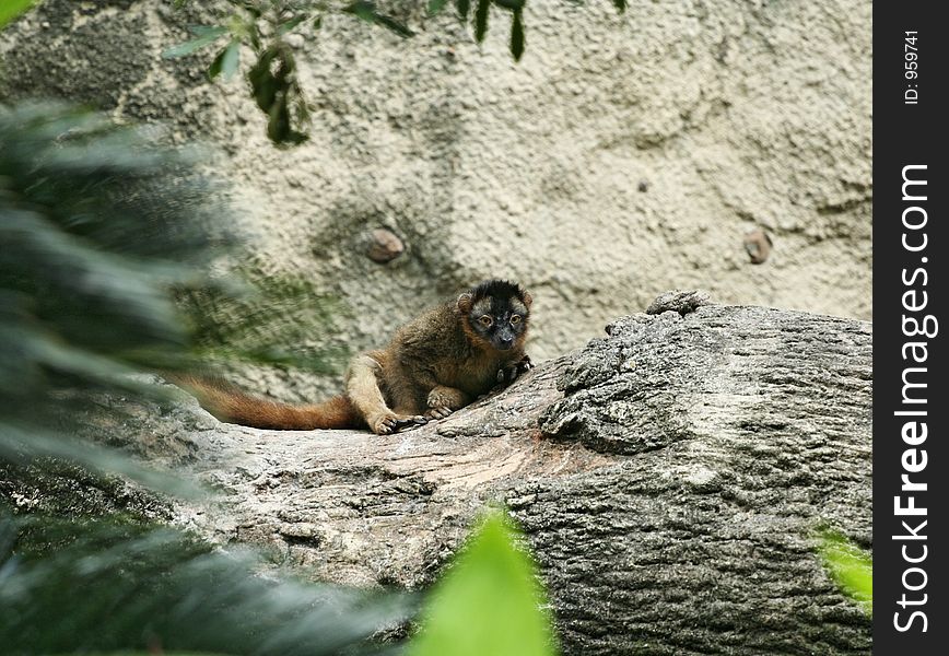 Brown ring-tailed lemur
