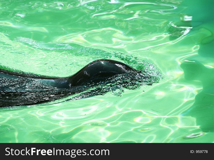 Seal swimming through water