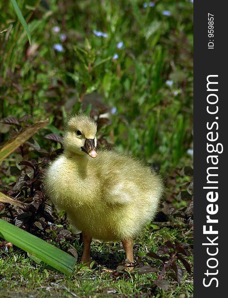 Little duckling against a background with forget-me-nots