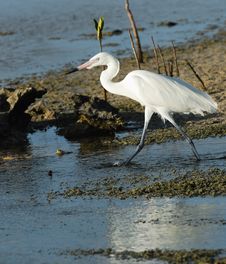 Great White Egret Royalty Free Stock Photography Great White Egret Royalty Free Stock Photography