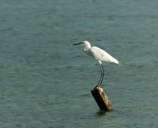 White Egret Royalty Free Stock Photography White Egret Royalty Free Stock Photography