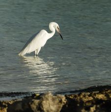Great White Egret Stock Images Great White Egret Stock Images