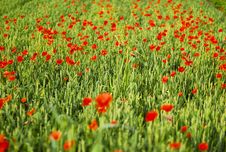 Poppies 01 Royalty Free Stock Image Poppies 01 Royalty Free Stock Image