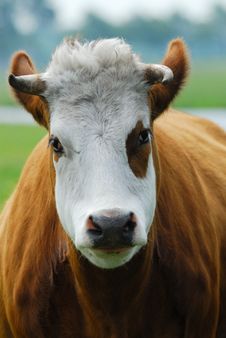 Funny Cow Royalty Free Stock Photography