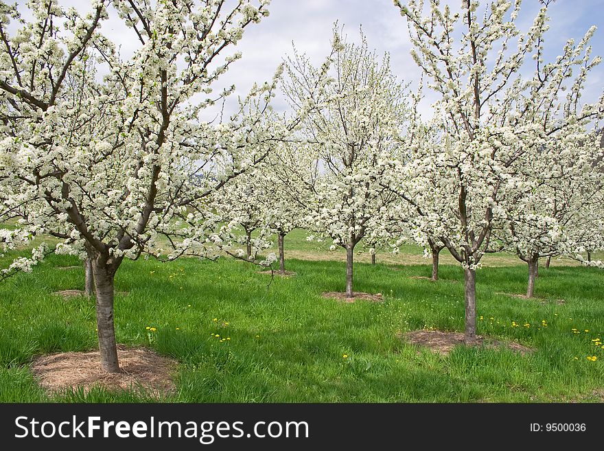 Apple orchard in mountains on shiny spring day