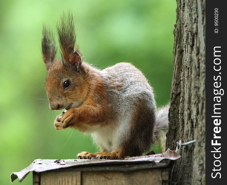 A young squirrel eats pips