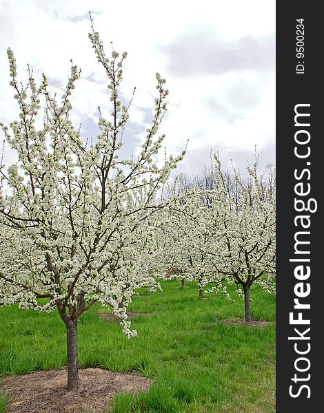 Apple orchard in mountains on shiny spring day